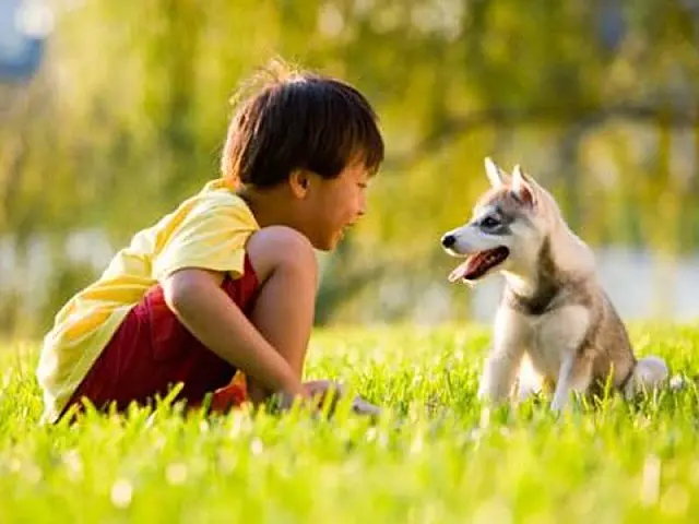 Ciência, enfim, comprova: cães conseguem imitar ações humanas