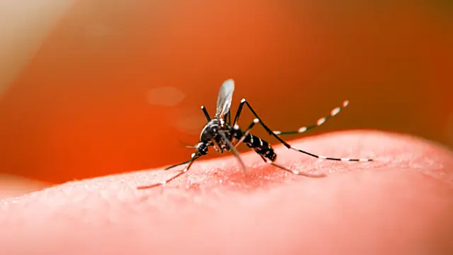 Aquidauana tem 7 casos confirmados de dengue
