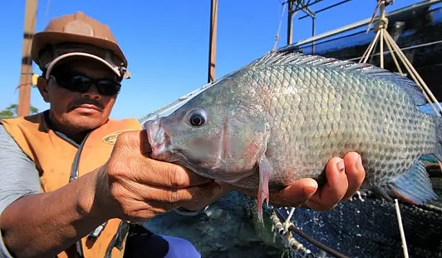 Semagro estimula implantação de frigorífico para processamento de peixe
