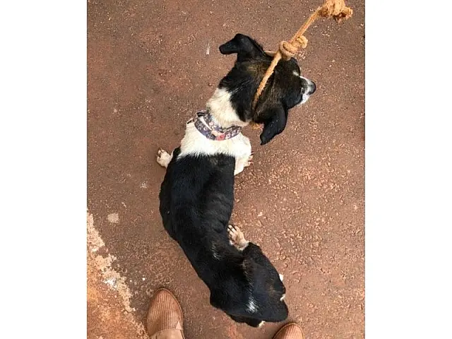 Polícia resgata cães com infestação de carrapatos e dona é multada em R$ 2 mil