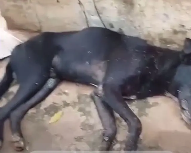 Cachorrinho vítima de maus-tratos não resiste e morre em Anastácio