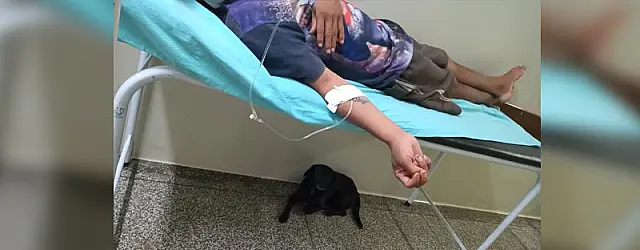No Abramastácio, cãozinho é fiel ao seu dono até hospitalizado