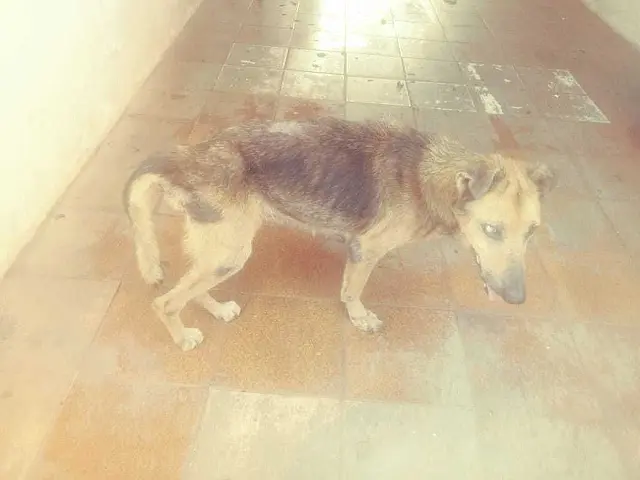 Mulher é presa e multada por maus-tratos contra três cachorros