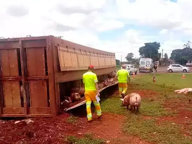 Caminhão de porcos tomba e causa lentidão na BR-163