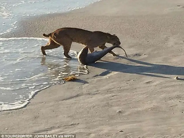 Fotógrafo flagra lince pescando tubarão na Flórida