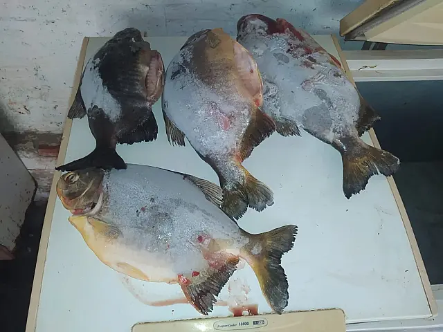 Pesqueiro é autuado em R$ 1,1 mil e peixes são apreendidos