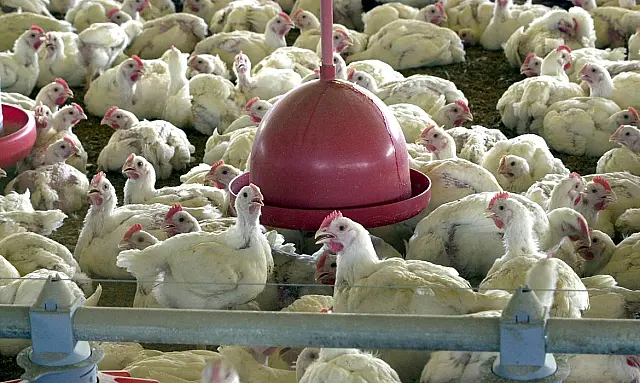 Chile anuncia retomada de importação de produtos avícolas brasileiros
