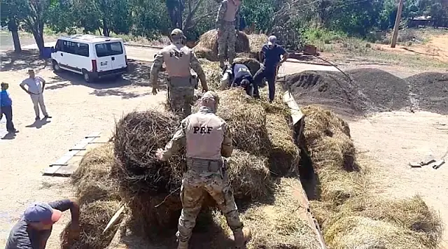 PRF apreende carga milionária de maconha escondida sob feno em MS