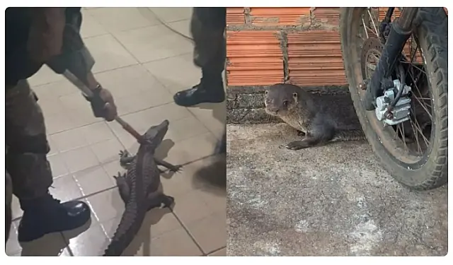 PMA resgatou mais de 1,9 mil animais silvestres em MS