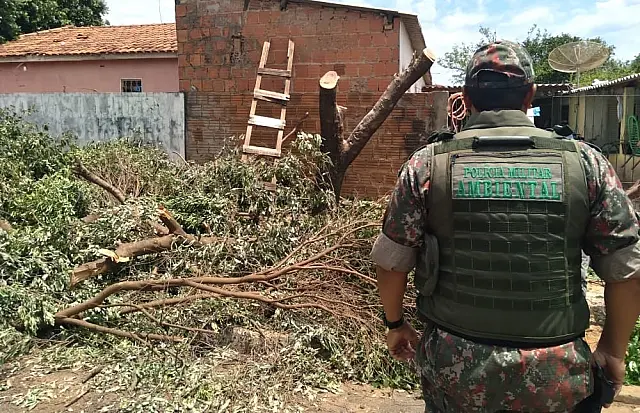Anastaciano é multado por poda ilegal de árvores