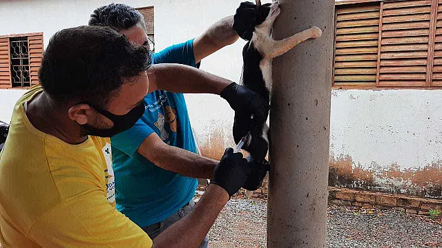Coordenadoria de Controle de Vetores divulga cronograma de vacinação de cães e gatos