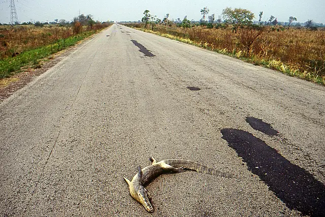 Pesquisa aponta dados alarmantes sobre atropelamento de animais na região do Pantanal