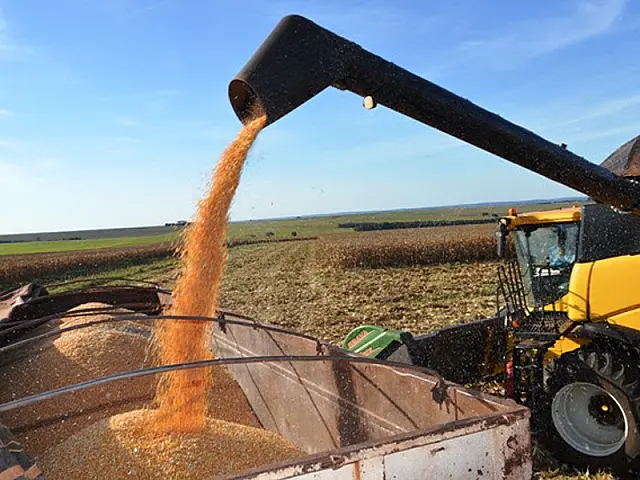 Colheita do milho supera as previsões e chega a 8,3 milhões de toneladas em MS