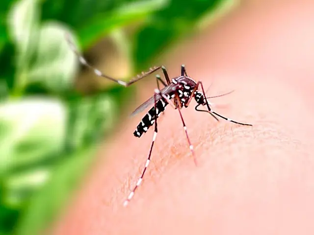 Corumbá segue na bandeira vermelha da dengue e registra 1º caso de zika vírus