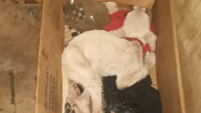 Abandonado para morrer, cão é resgatado de maus-tratos sem comida e água