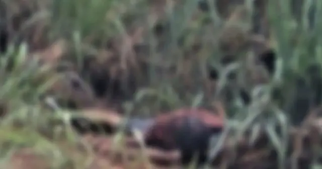 Corpo de homem é encontrado em matagal na BR-163