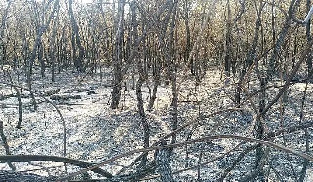 PMA autua 72 e aplica R$ 6,32 milhões em multas por incêndios em MS