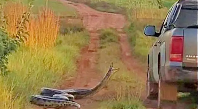 Sucuri que tentou ‘dar bote’ em caminhonete não é perigosa, explica especialista