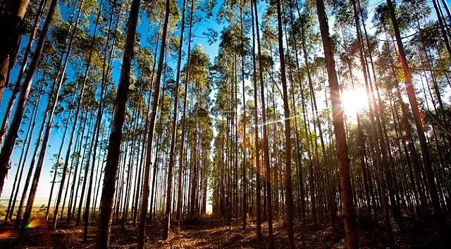 Programa ambiental paga por preservação no Pantanal e ganha nova etapa em MS