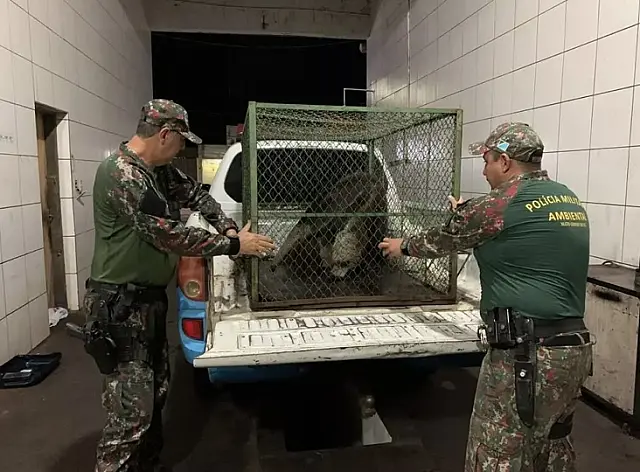 PMA captura tamanduá em posto de combustível