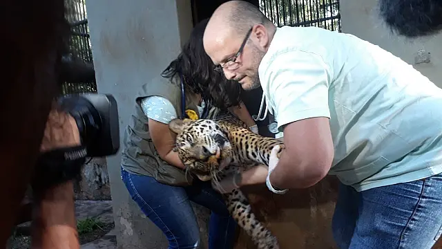 Recuperada, onça passa por processo de readaptação no Refúgio Caiman, em Miranda
