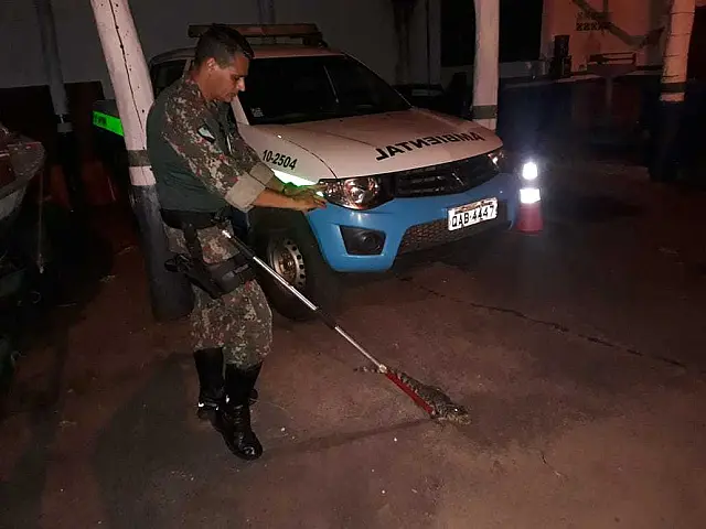 Em Miranda, PMA captura jacaré passeando pelo centro da cidade à noite