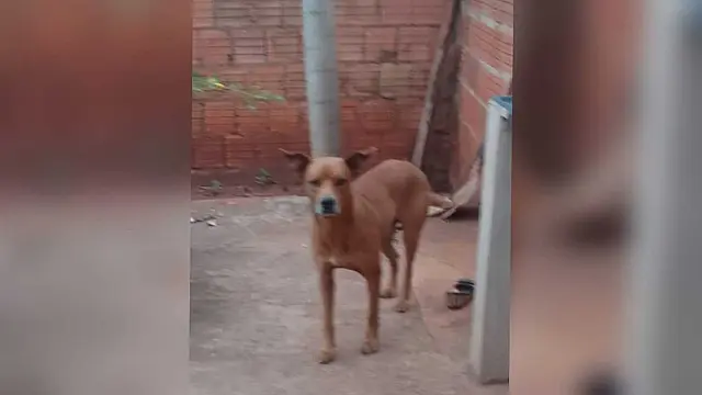 Homem esfaqueia cachorro e tutora teme pela vida do animal em Campo Grande