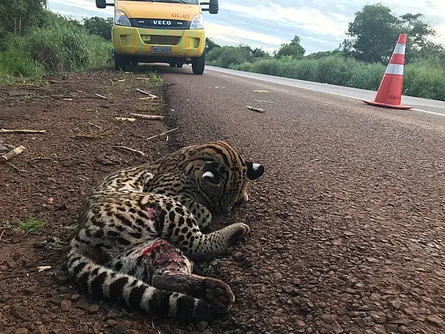 Jaguatirica atropelada em BR é socorrida e levada para centro especializado