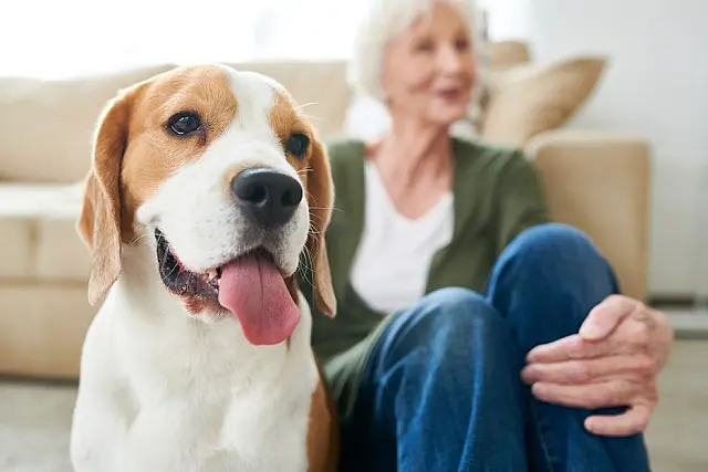 Por que conviver um pet faz bem? Veja 5 motivos para ter um animal de estimação