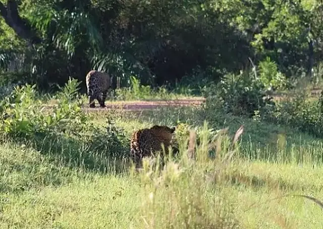 Machos de onças-pintadas são flagrados juntos no Pantanal