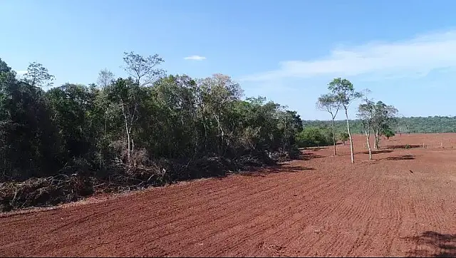 MS é o 5º estado que mais desmatou Mata Atlântica