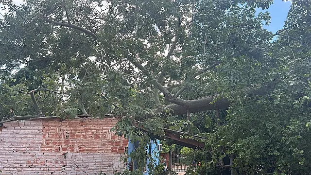Queda de árvore atinge casa no bairro Cristo Redentor em Corumbá