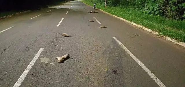 Capivara e 4 filhotes morrem atropelados no Aero Rancho