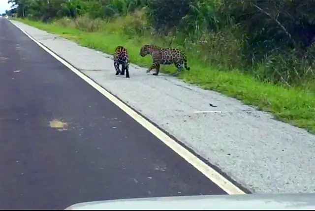 Motorista flagra duas onças pintadas na rodovia BR-262