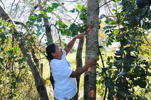 Mulheres fortalecem cadeia produtiva do Barbatimão em Anastácio