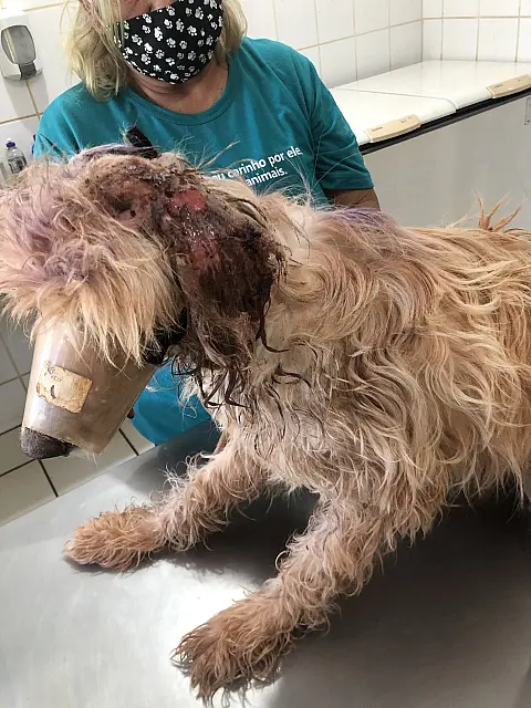 Mulher é multada por abandonar cão desnutrido e deixá-lo adoecer em MS