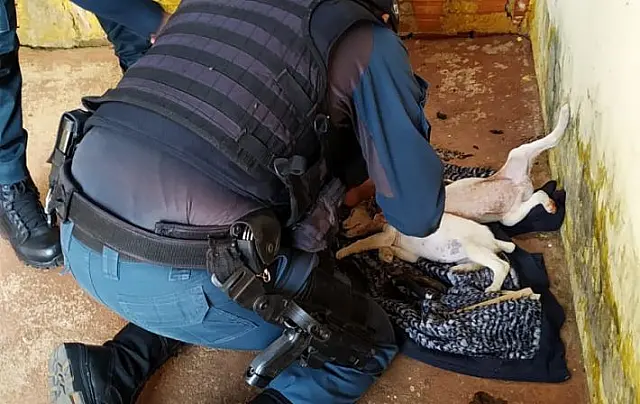 Presos até enforcar, polícia resgata cães de residência em MS