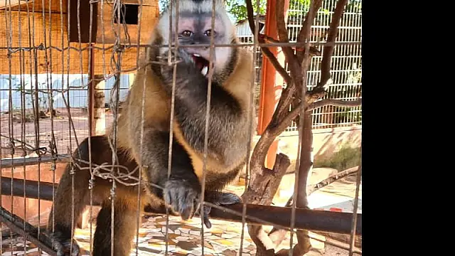 Macacos, jabutis e papagaios: 'zoológico' ilegal matinha 29 animais em cativeiro em MS