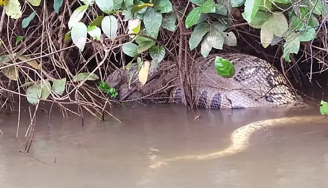 Sucuri de 5 metros é encontrada morta em local onde foi vista se alimentando