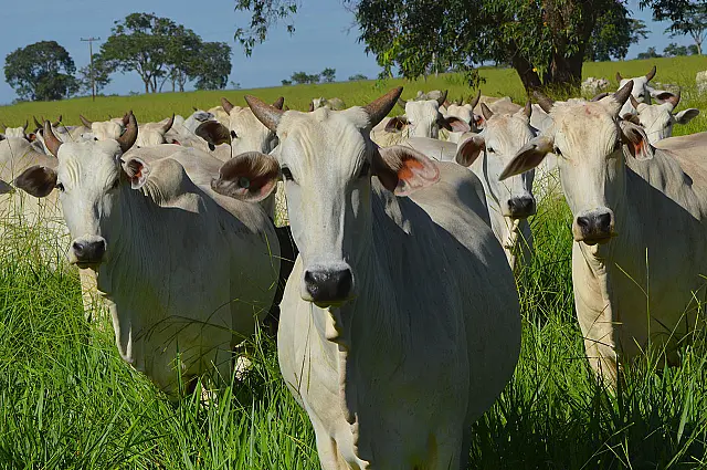 Iagro prorroga vacinação contra aftosa na região do Pantanal
