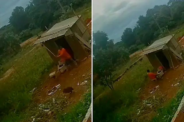 Pedreiro é surpreendido por "vara" de porcos em Anastácio; veja o vídeo