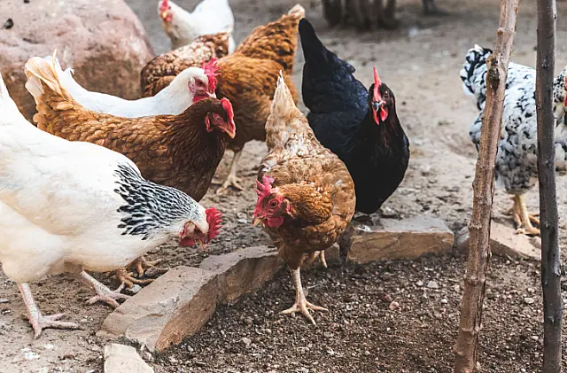 Agraer, Iagro e Embrapa de MS mobilizam prevenção de gripe aviária