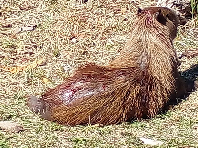 Polícia Militar Ambiental captura capivara com vários ferimentos