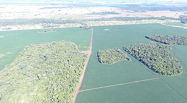 PMA identifica 75 mil hectares de áreas possivelmente desmatadas e realiza operação para punir os responsáveis