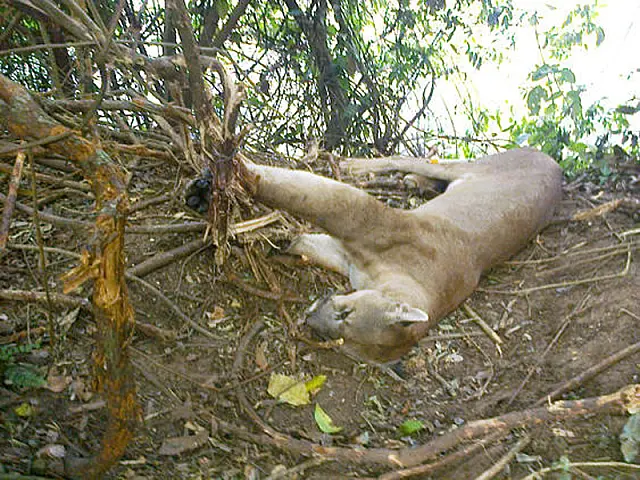 PMA e Cras resgatam onça de armadilha de caçadores