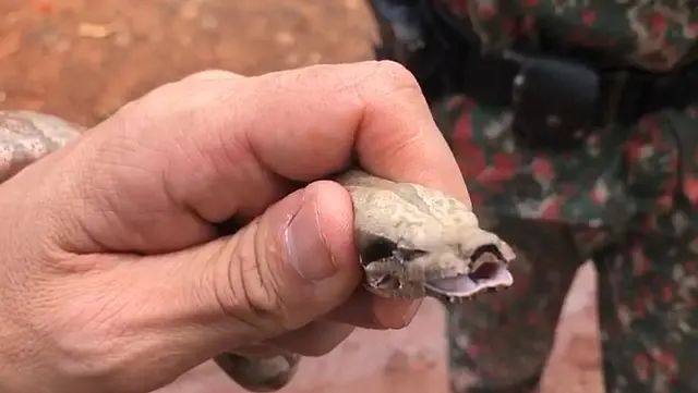 Filhote de jiboia é capturado em quintal de residência