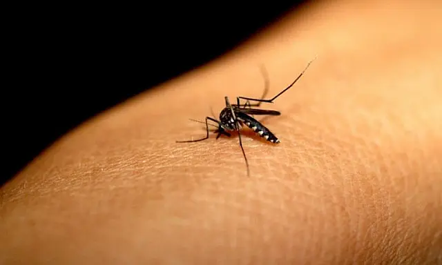 Aumenta preocupação com doenças ligadas ao Aedes aegypti no verão
