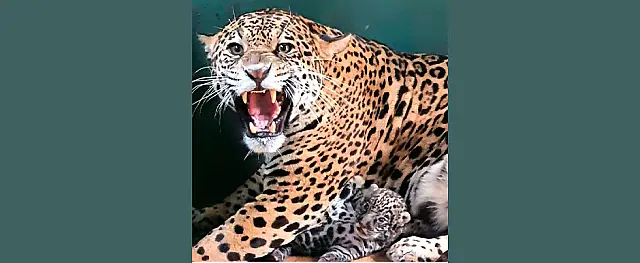 Onça Amanaci renasce e dá luz a filhote que voltará ao Pantanal