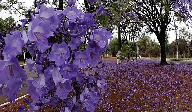 Chuva se despede de MS no segundo dia de primavera