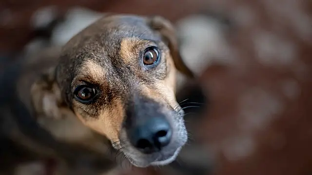 Cachorro morde criança e pai mata o animal a facadas